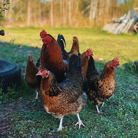 Séjour chez l'habitant Kihnu - Sepa Talu Rootsikula (Parnu)